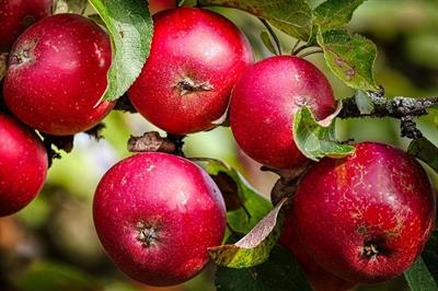 apples